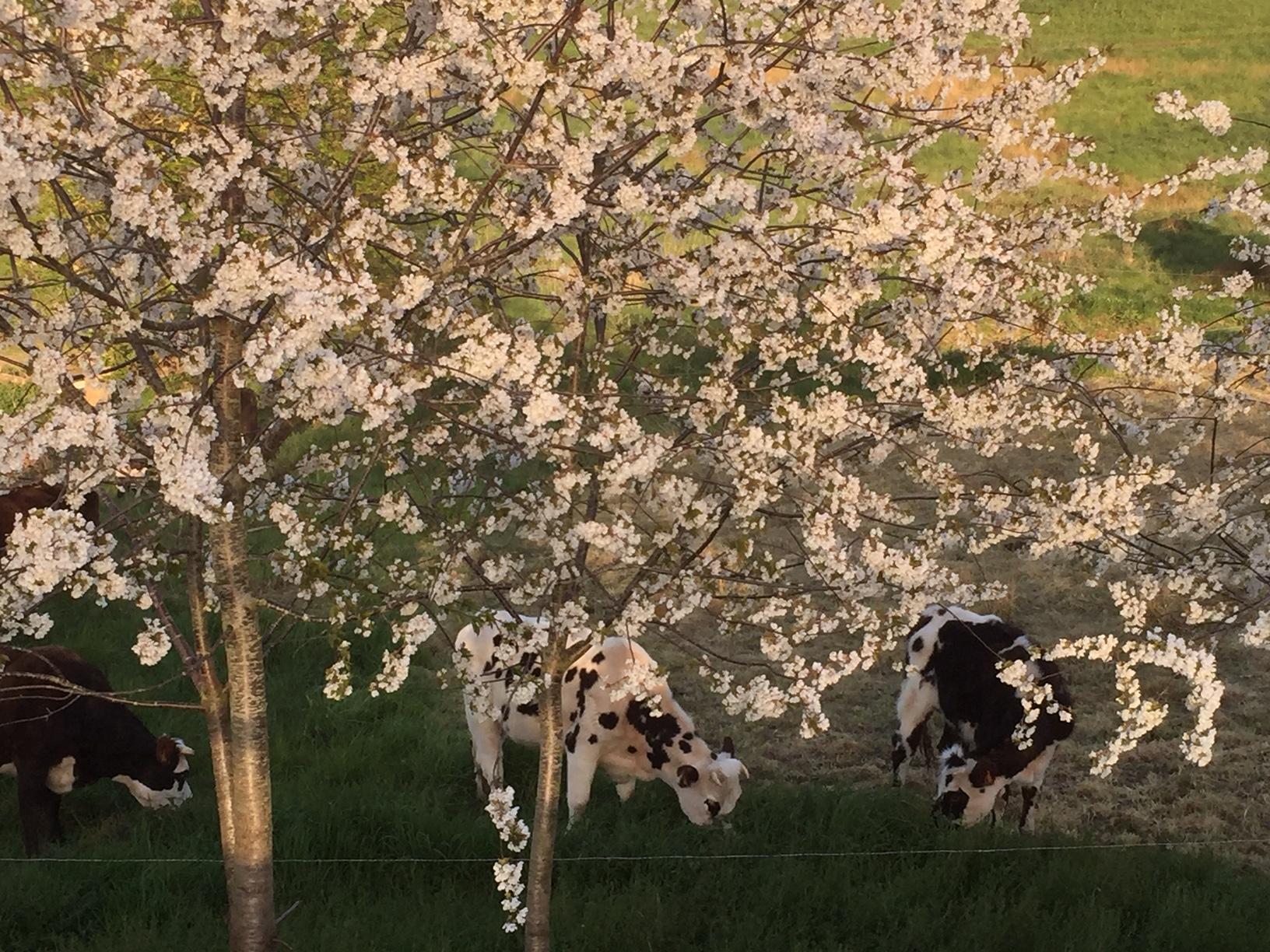 16 vaches fleurs roquier