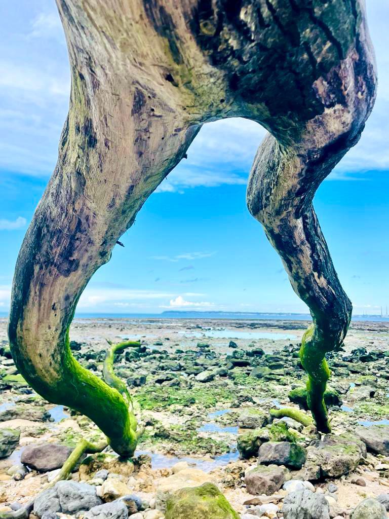 Les jambes du centaure olivia blouin