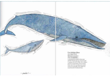 Baleine 1